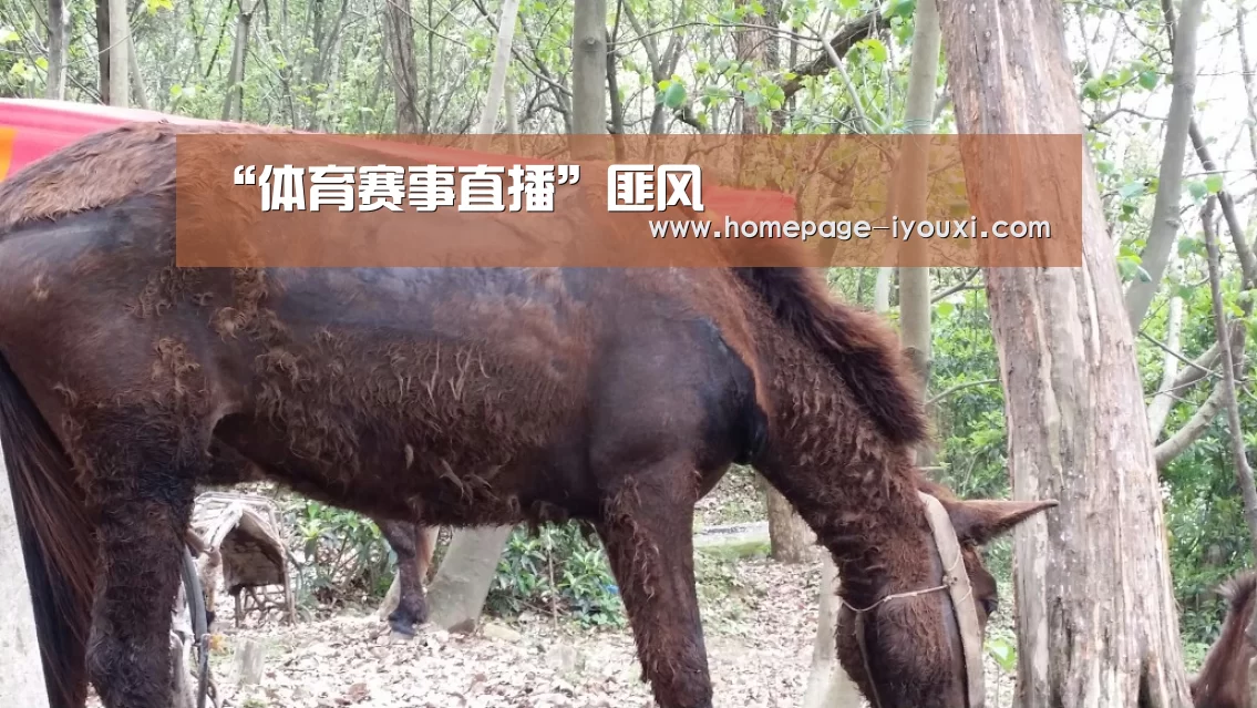 “体育赛事直播”匪风(图1) 爱游戏娱乐